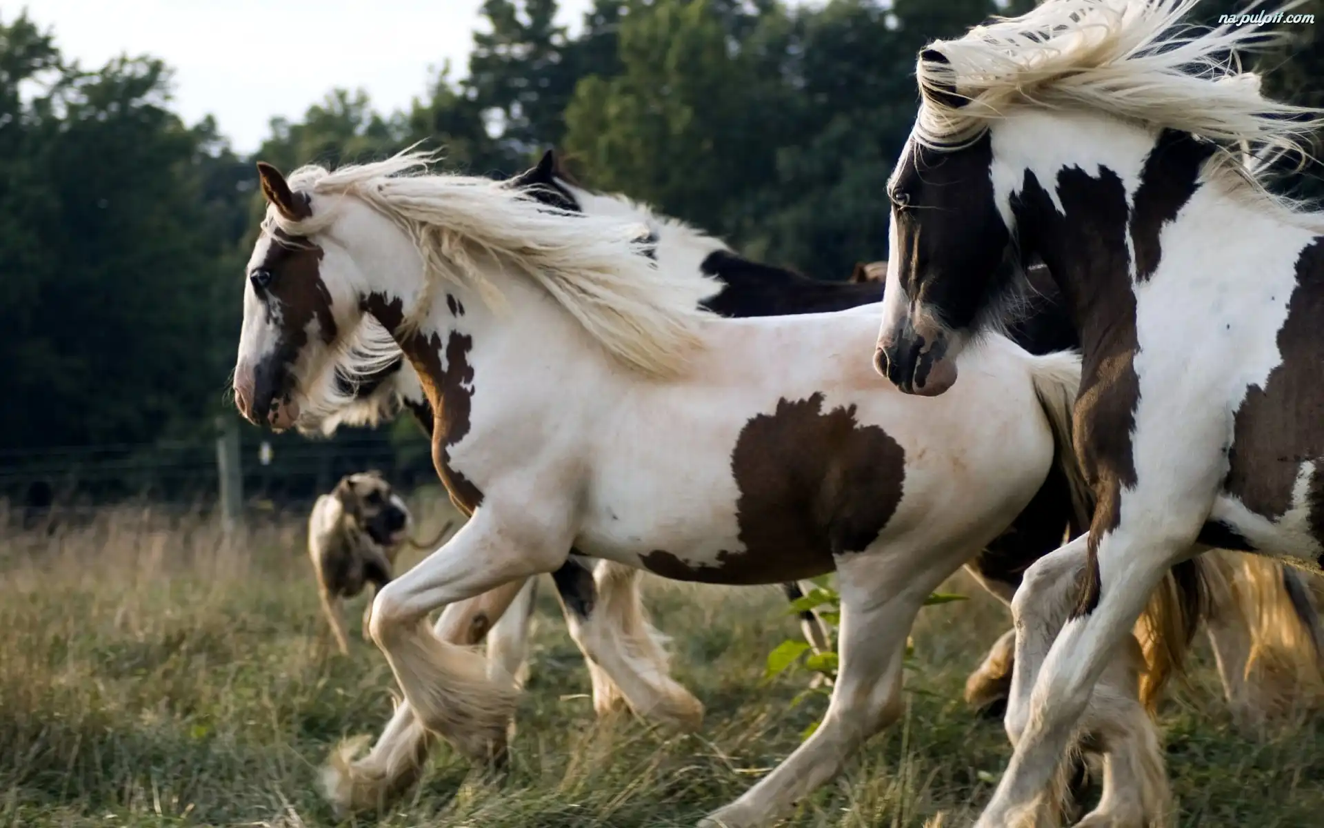 Resultado de imagen para fondos de pantalla de caballos